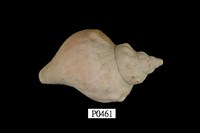 藏品(風車峨螺)的圖片